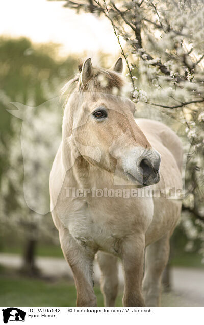 Fjordpferd / Fjord Horse / VJ-05542