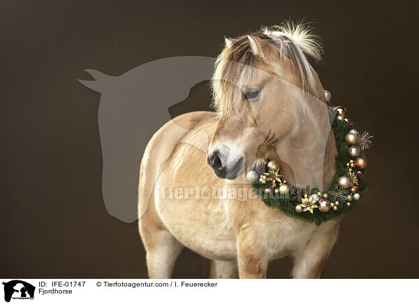 Fjordpferd / Fjordhorse / IFE-01747