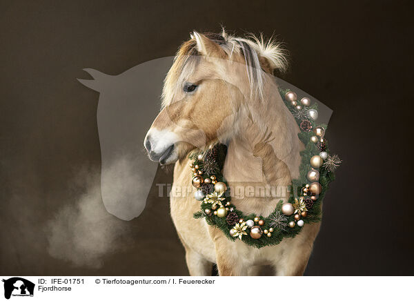 Fjordpferd / Fjordhorse / IFE-01751