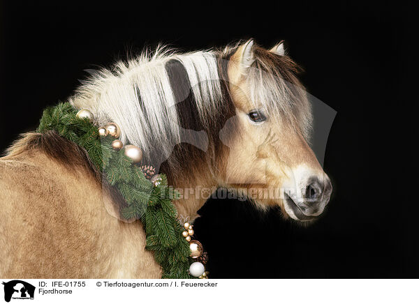 Fjordpferd / Fjordhorse / IFE-01755
