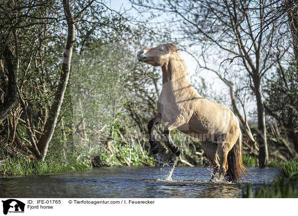 Fjordpferd / Fjord horse / IFE-01765