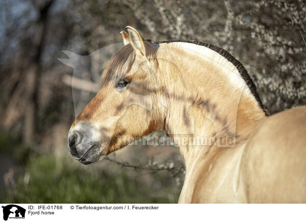 Fjord horse / IFE-01768