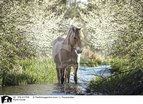 Fjordpferd / Fjord horse / IFE-01769