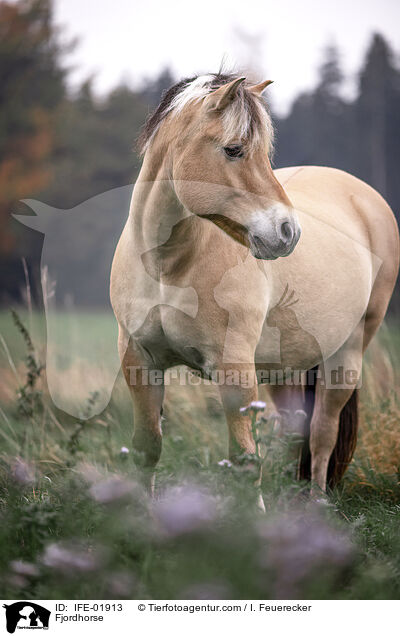 Fjordpferd / Fjordhorse / IFE-01913