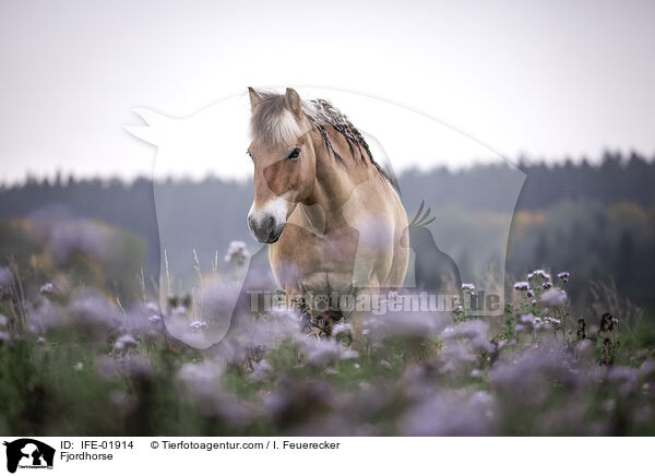 Fjordpferd / Fjordhorse / IFE-01914