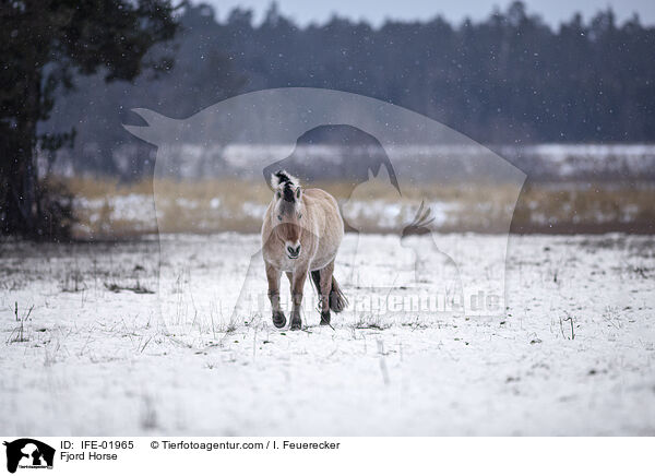 Fjordpferd / Fjord Horse / IFE-01965