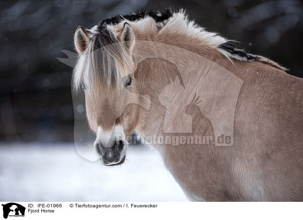 Fjordpferd / Fjord Horse / IFE-01966