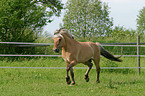 running horse