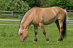 grazing horse