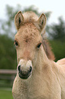 foal