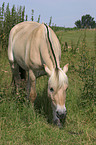 grazing horse