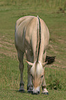 grazing horse