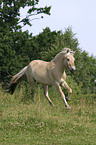 running horse