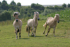 running horses