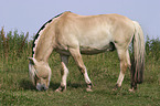 grazing horse