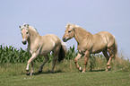 running horses