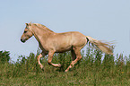 running horse