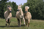 running horses