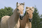 Fjord Horses