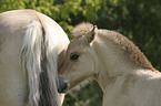 foal