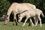 mare with foal