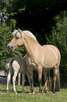 mare with foal