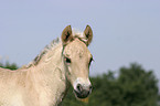 foal portrait