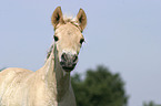 foal portrait