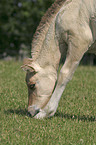 grazing horse