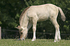 grazing horse