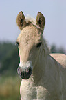 foal portrait