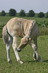 cleaning foal