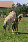 two young horses