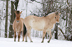 Fjord Horses