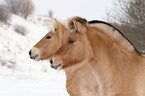 Fjord Horse Portrait