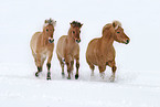 trotting horses