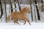 Fjord Horse