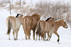 Fjord Horses