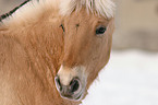 Fjord Horse