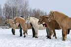 Fjord Horses