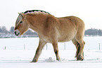 Fjord Horse