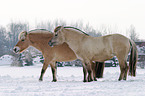 Fjord Horses