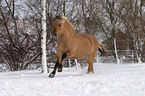 running horse