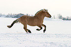 running horse