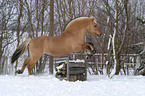 jumping horse