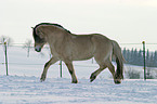 trotting horse