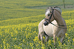 Fjord Horse in Rape field
