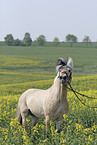 Fjord Horse in Rape field