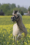 Fjord Horse in rape field