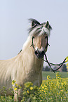 Fjord Horse in rape field